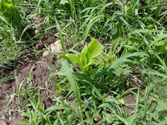Zea mays mays
