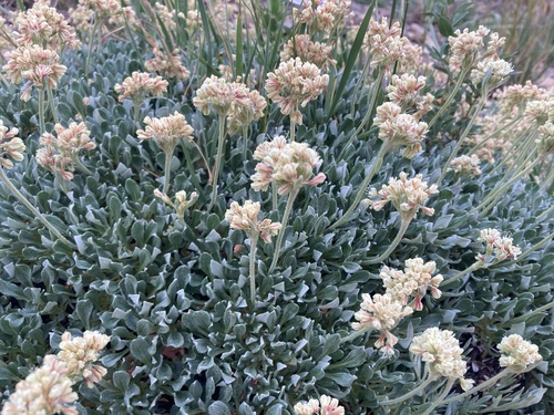 Image of Eriogonum androsaceum by (c) Caleb Catto, some rights reserved (CC BY)