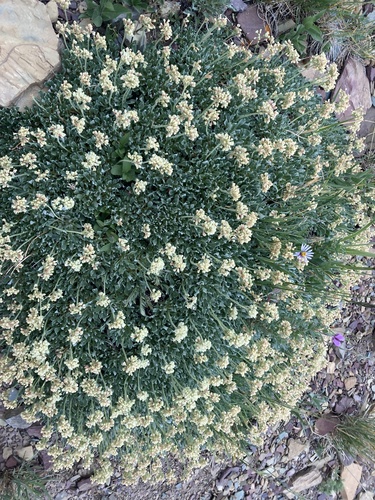 Image of Eriogonum androsaceum by (c) Caleb Catto, some rights reserved (CC BY)