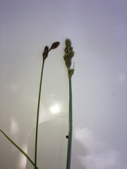 Carex albolutescens