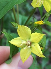 Lysimachia tonsa