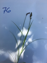 Carex albolutescens
