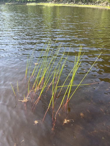 Image of Juncus militaris by (c) Jamie VanBuskirk, some rights reserved (CC BY)