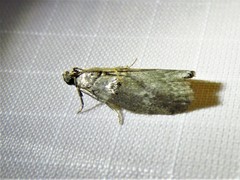 Acrobasis texana