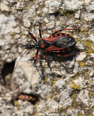Rhynocoris iracundus