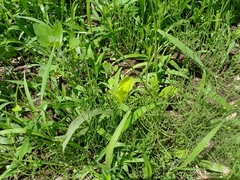 Zea mays mays