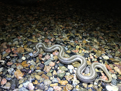 Tropidoclonion lineatum