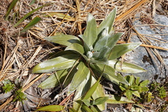 Celmisia semicordata