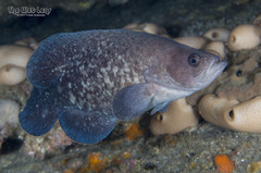 Greater Soapfish photo 1