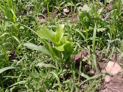 Zea mays mays