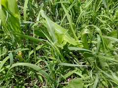 Zea mays mays