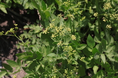 Osmorhiza occidentalis