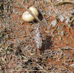 Cicindela sedecimpunctata