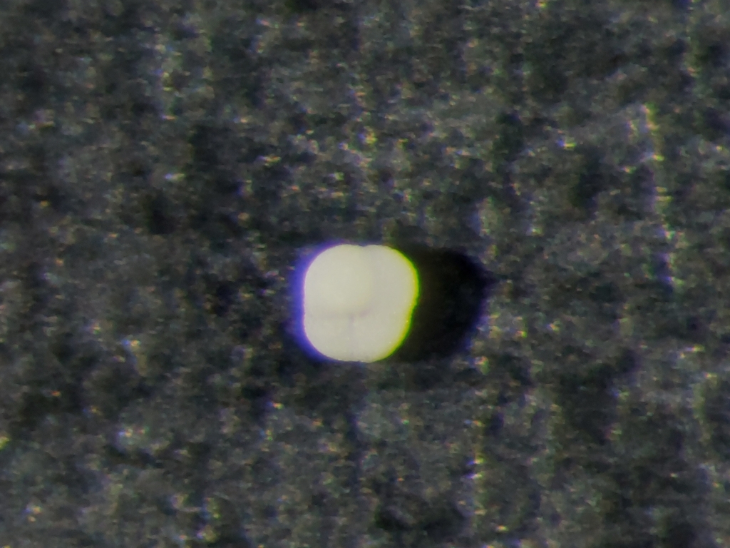 Neogloboquadrina incompta