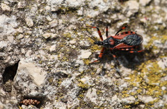 Rhynocoris iracundus