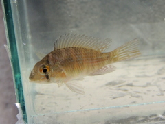 Gymnogeophagus meridionalis