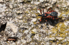 Rhynocoris iracundus