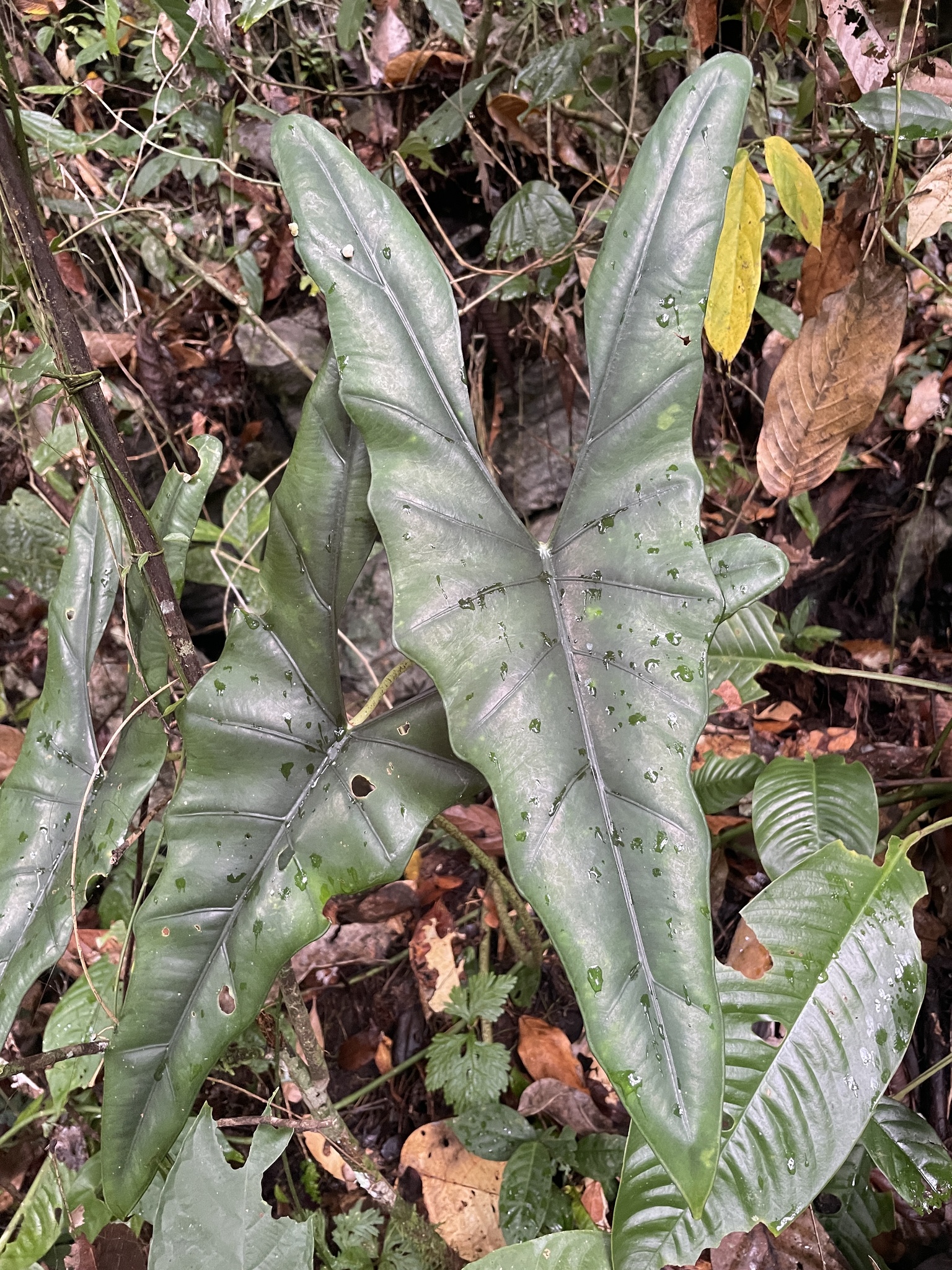 Alocasia princeps W.Bull