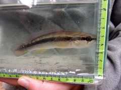 Crenicichla lepidota