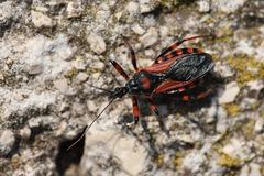 Rhynocoris iracundus