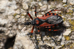 Rhynocoris iracundus
