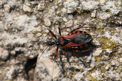 Rhynocoris iracundus