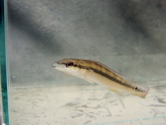 Crenicichla lepidota