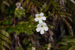 Ourisia