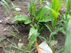 Zea mays mays