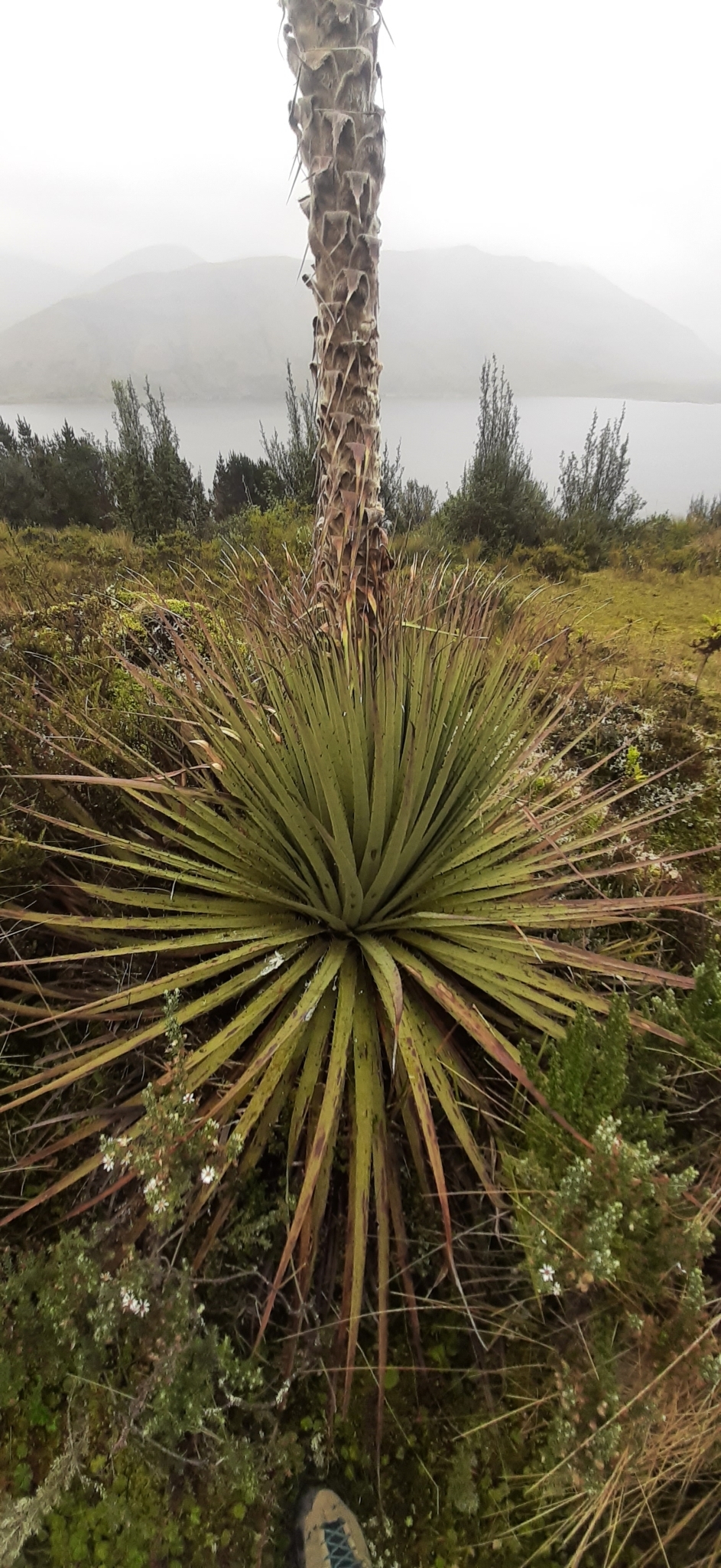 Puya hamata image