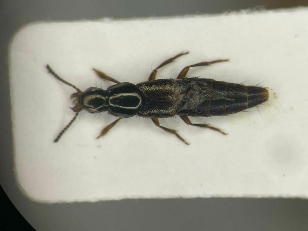 Quedius rusticus