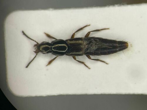 Quedius rusticus
