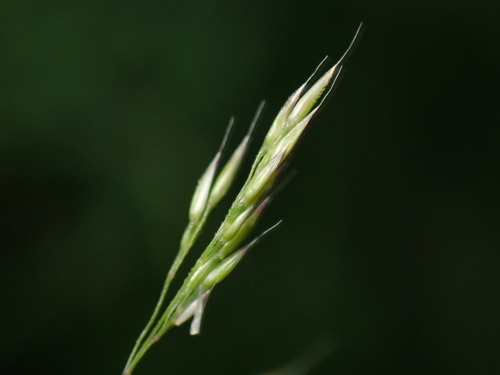 Agrostis hideoi iNat (1)