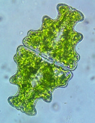 Euastrum humerosum