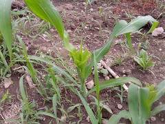 Zea mays mays