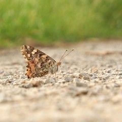 Vanessa cardui