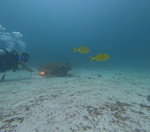 Golden Trevally