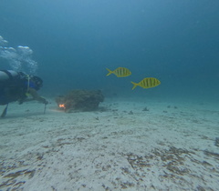 Golden Trevally
