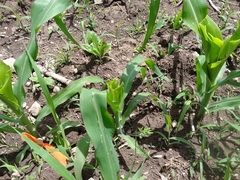 Zea mays mays