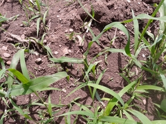 Zea mays mays