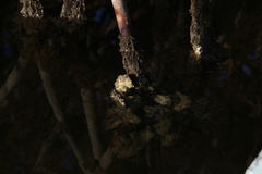 Crassostrea rhizophorae