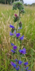 Echium vulgare