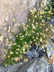 Sagina maxima maxima