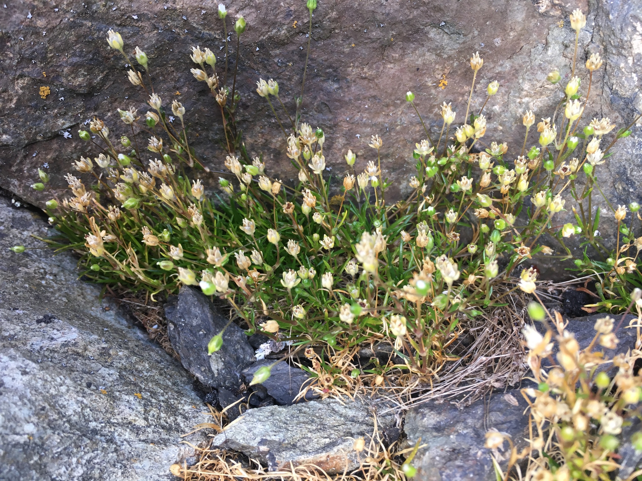 Sagina maxima ssp. maxima