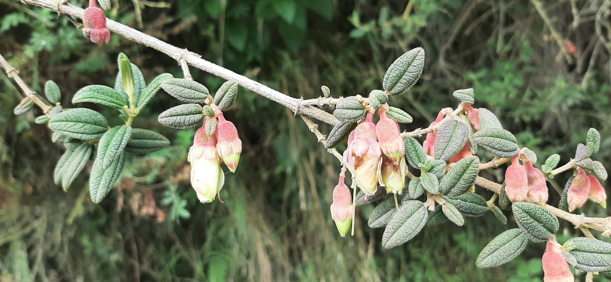 Brachyotum ledifolium image