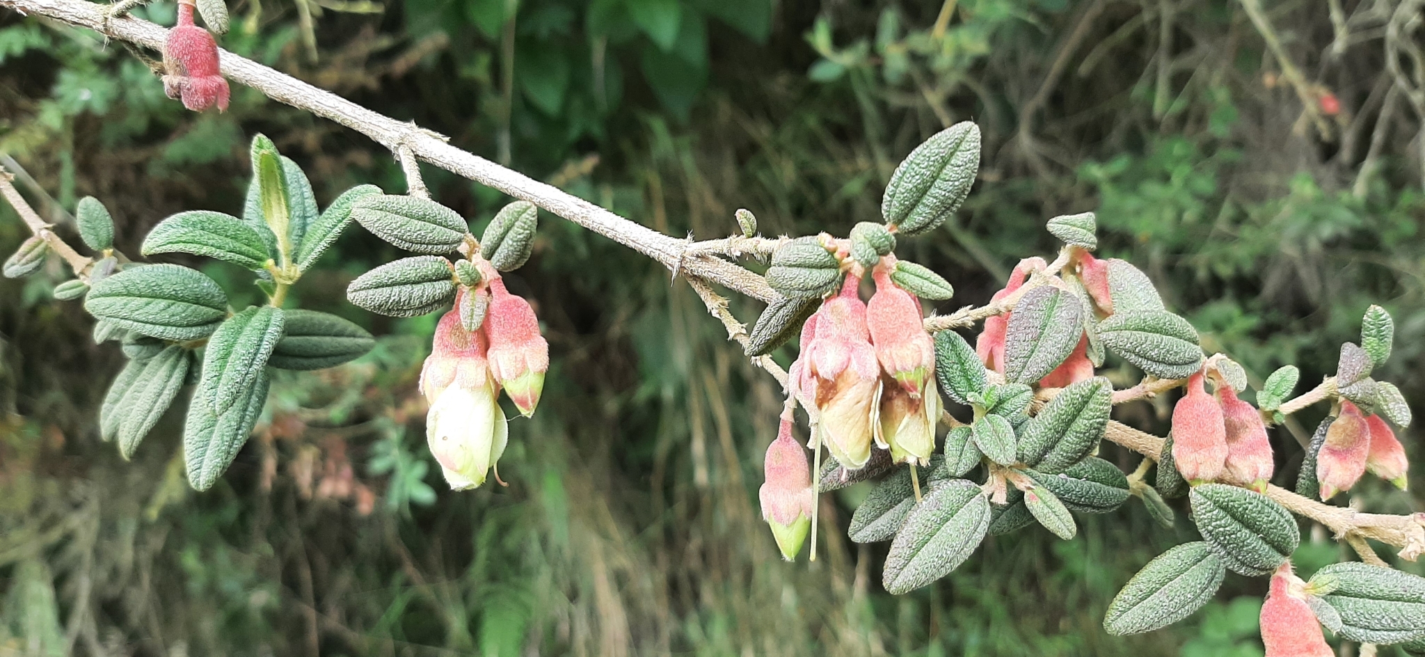 Brachyotum ledifolium image