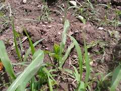 Zea mays mays