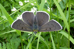 Lycaena tityrus subalpina