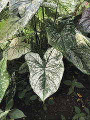 Caladium