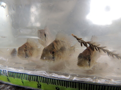 Gymnogeophagus meridionalis